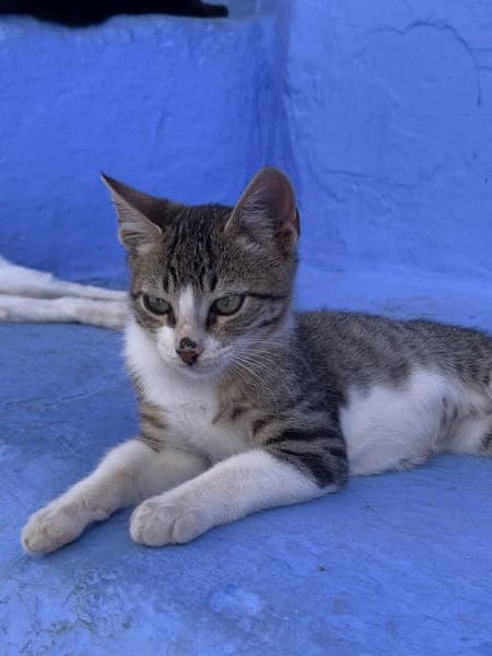 Comment comprendre son animal ?